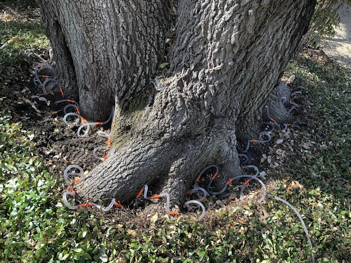 Detailed Shrub and Hedge Trimming job site in Mexia